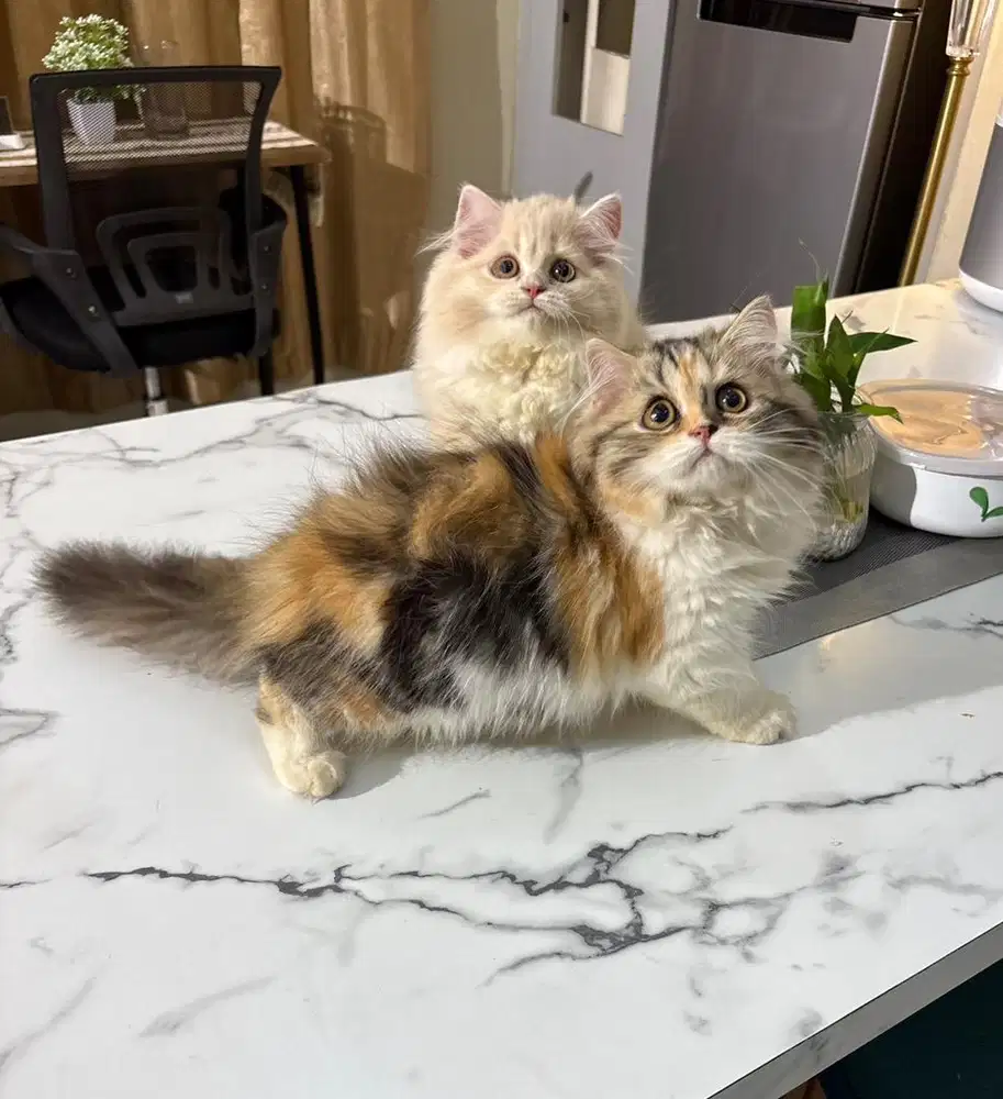 Ns betina jalan 3bln