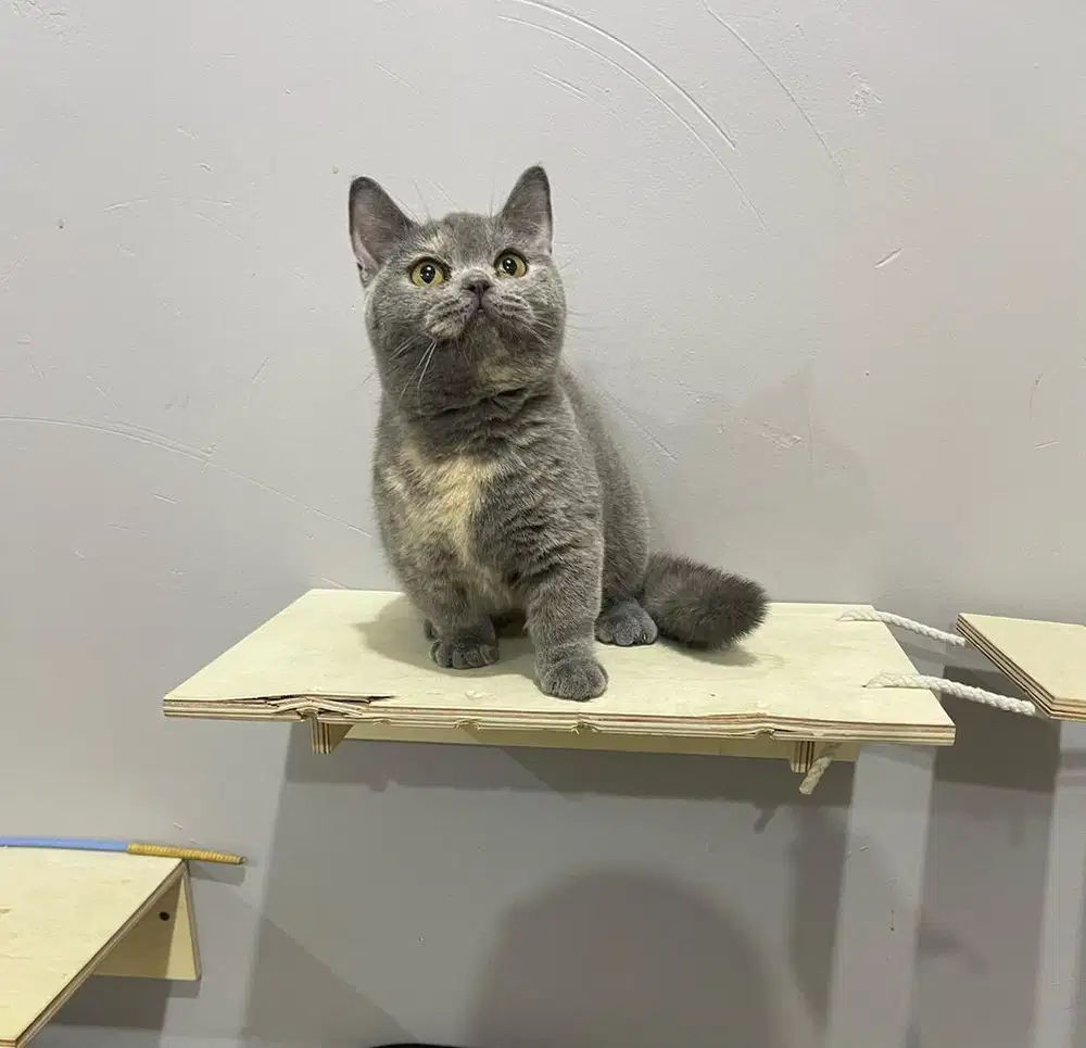 Munchkin betina blue tortie