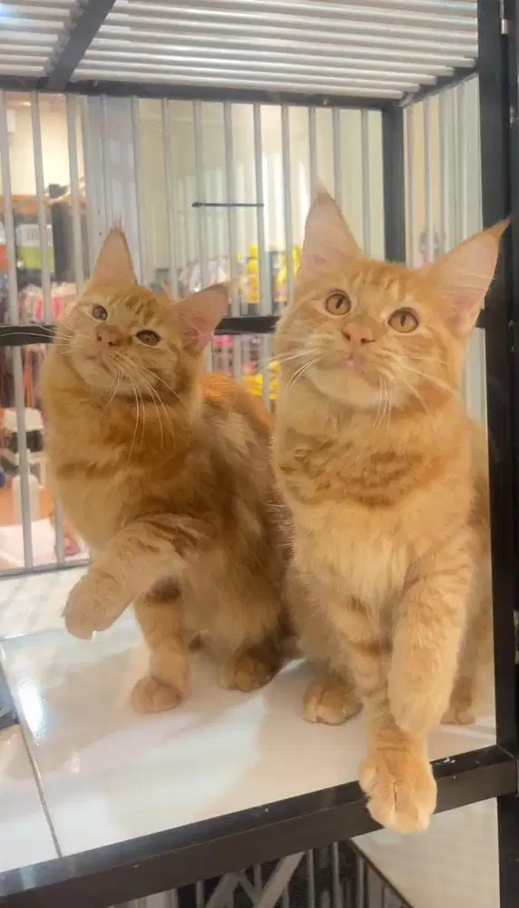 Sepasang kitten mainecoon