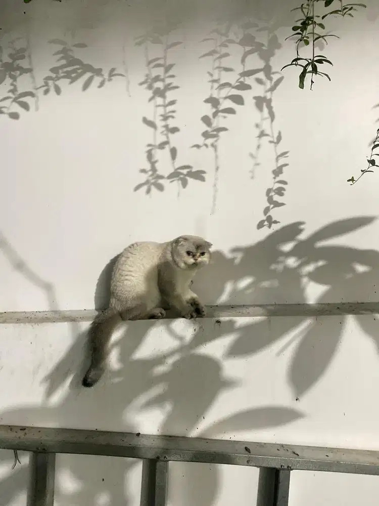 Scottish fold/bsh jasa kawin pacak