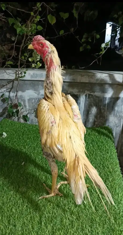 Ayam ekor lidi ori