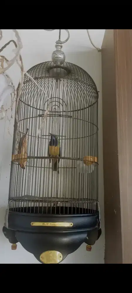 Cungkok rajin jantan