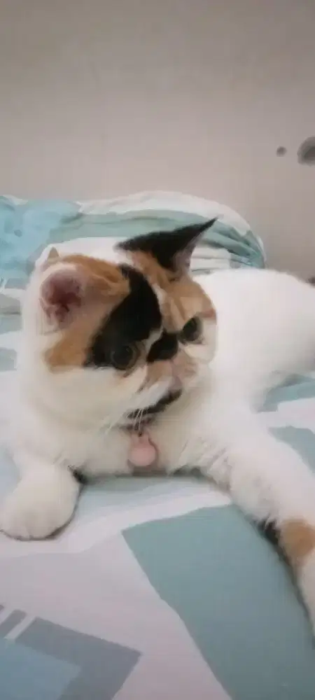 kucing Persia peaknose