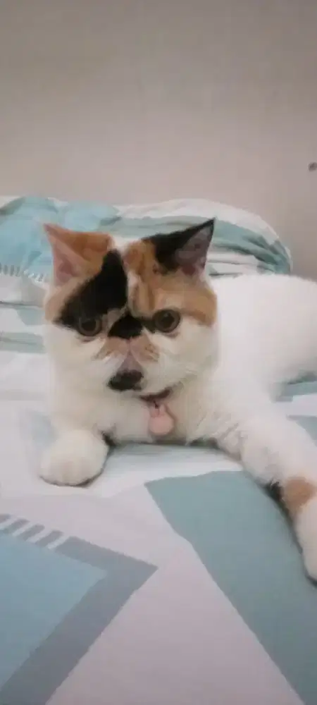 kucing Persia peaknose