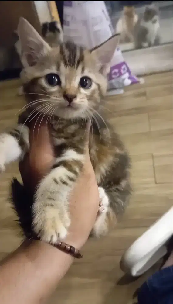 Kitten Scottish straight