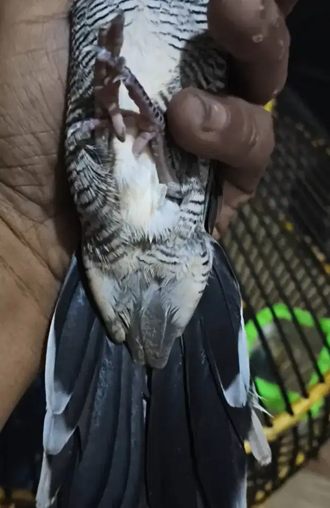 Perkutut Mojopahit lokal kaki Bebek satrio pemanah