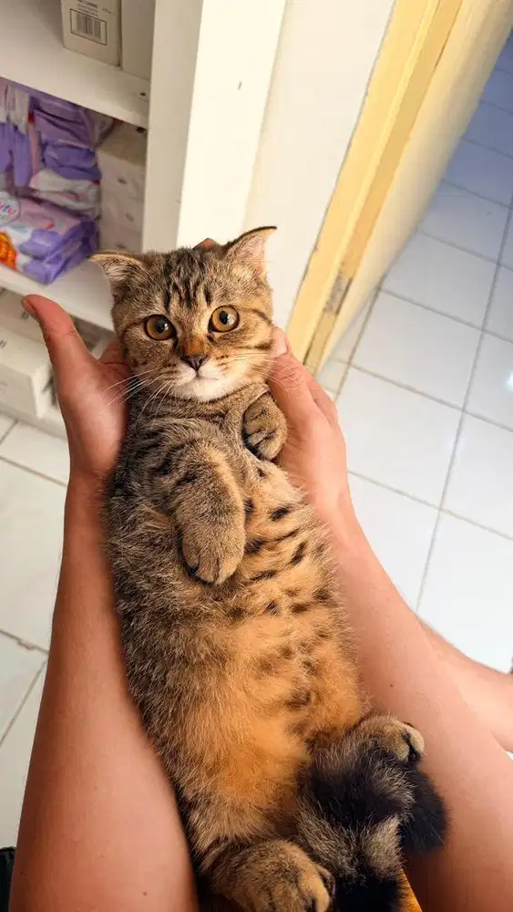 BSH Munchkin gaelic cebol