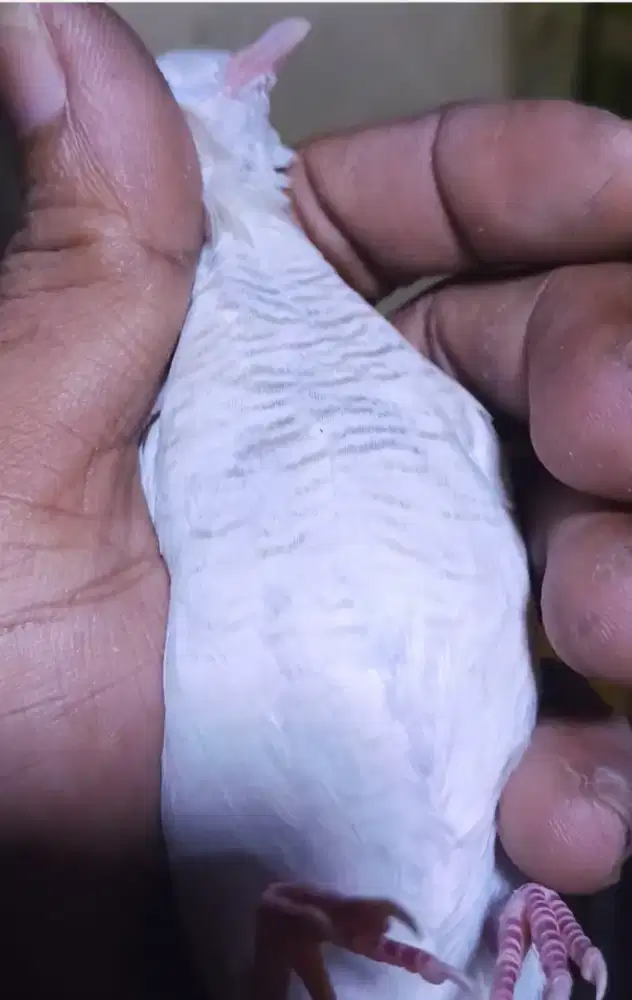 Perkutut putih Mojopahit muncis