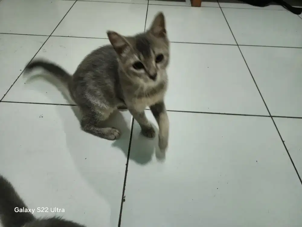 Bsh x munchkin betina