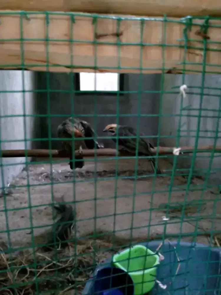 Promo cucak rowo sepasang produksian