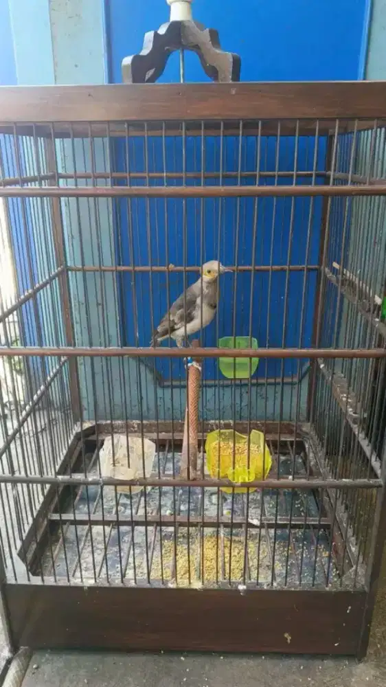 Jalak hongkong anak mulus