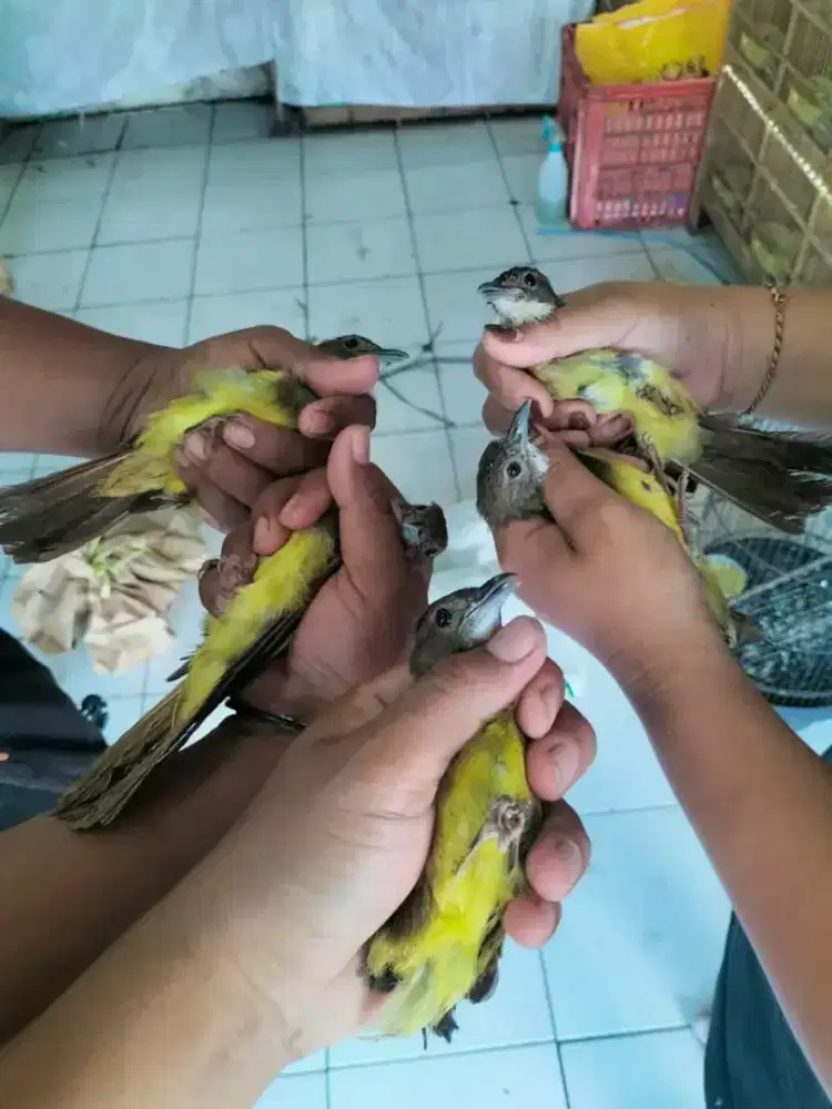 Promo cucak jenggot jawa barat MH