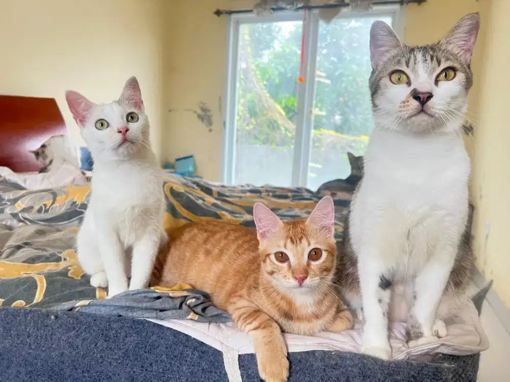 Open adopt kucing lokal mix