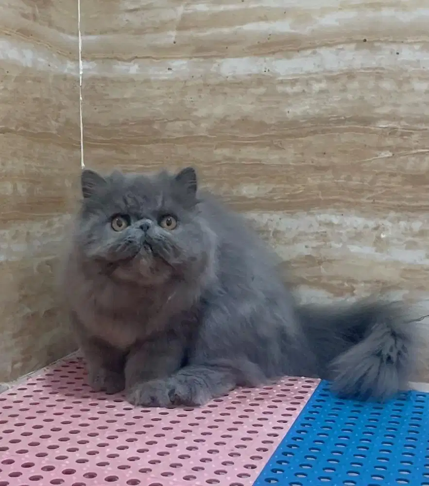 Kucing Persian Peaknose Jantan 5 Bulan PED
