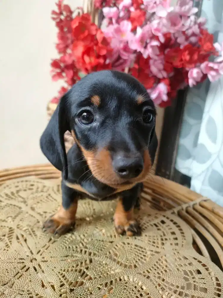 Mini tekel Datsun size kecil