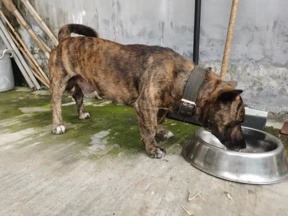 Anjing Mix Daschund (Langka di Indo)