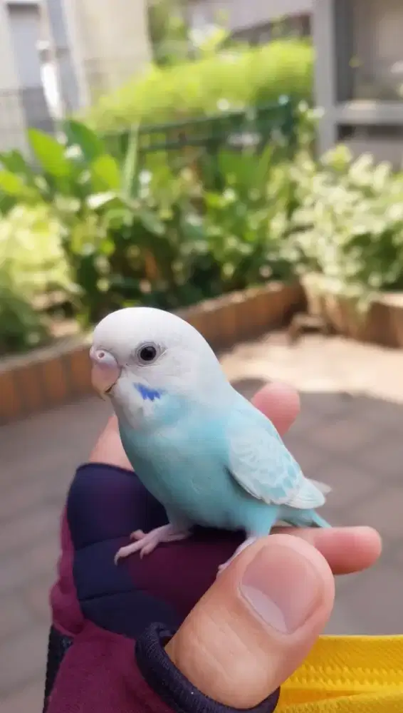 Burung Parkit Jinak Jantan