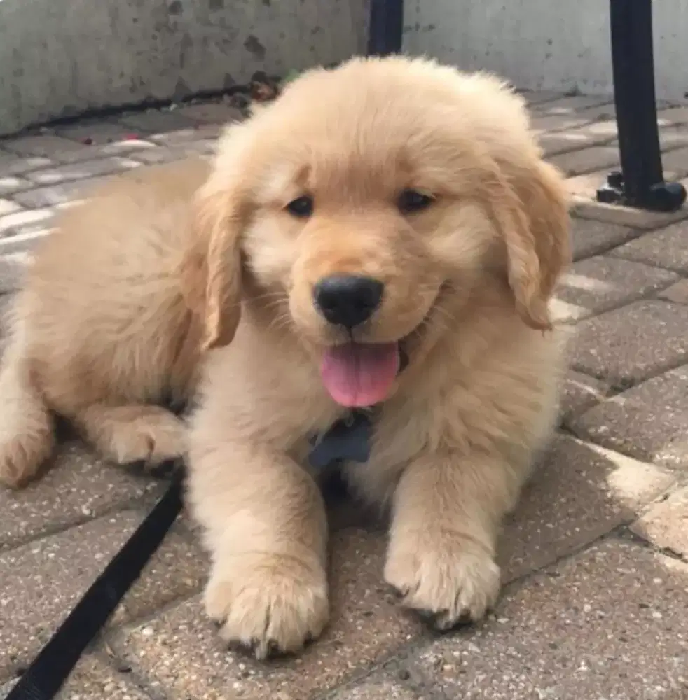 ANJING GOLDEN RETRIEVER