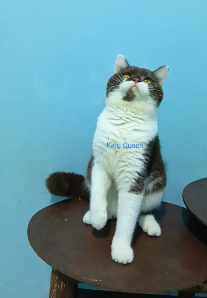 Kucing BSH British Shorthair Cinnamon Bicolor Jantan 8 bulan