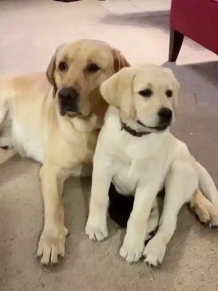 ANJING LABRADOR RETRIEVER