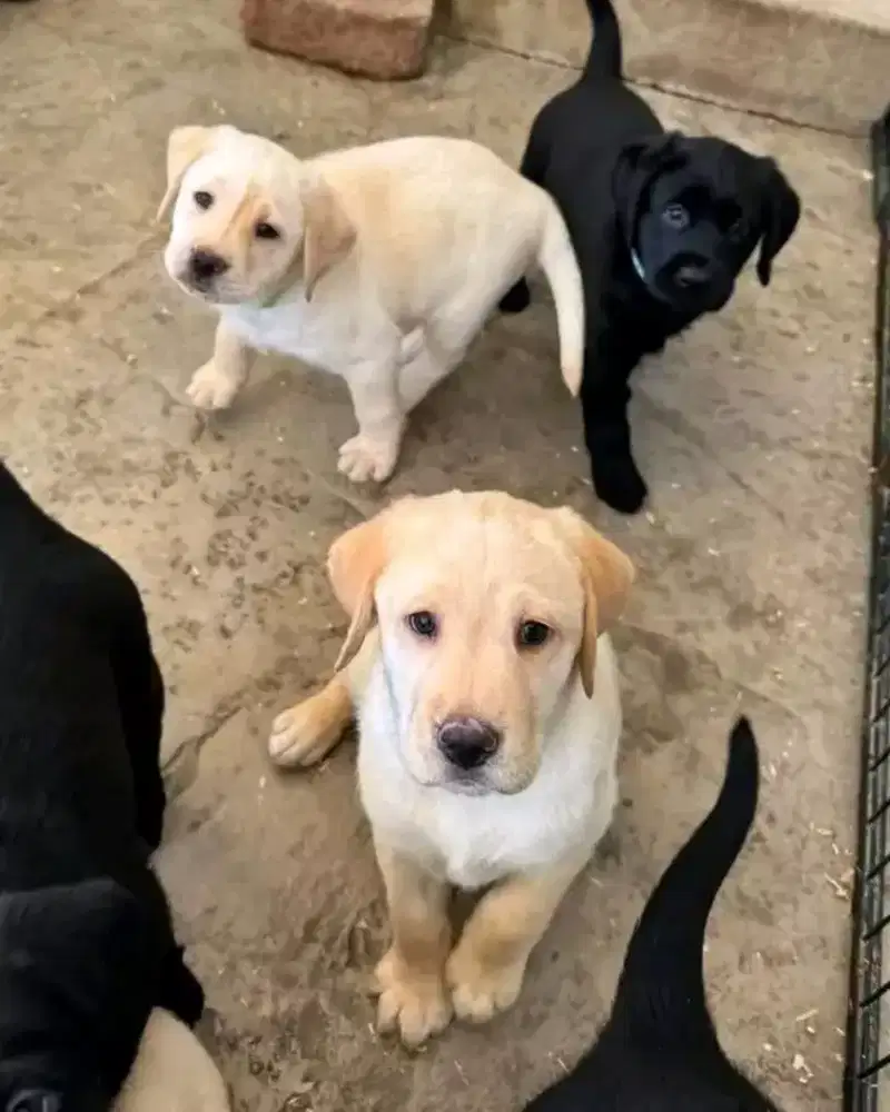 PUPPY ANJING LABRADOR RETRIEVER