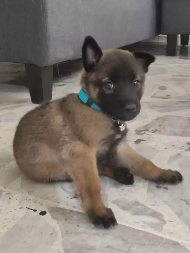 ANJING BELGIAN MALINOIS