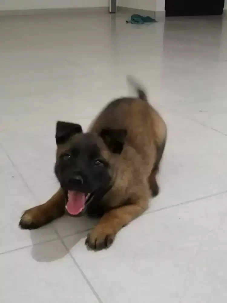 PUPPY ANJING BELGIAN MALINOIS