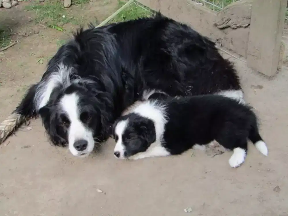 ANJING BORDER COLLIE