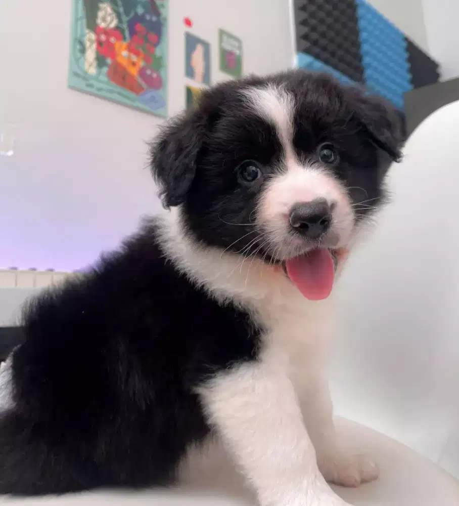 PUPPY ANJING BORDER COLLIE