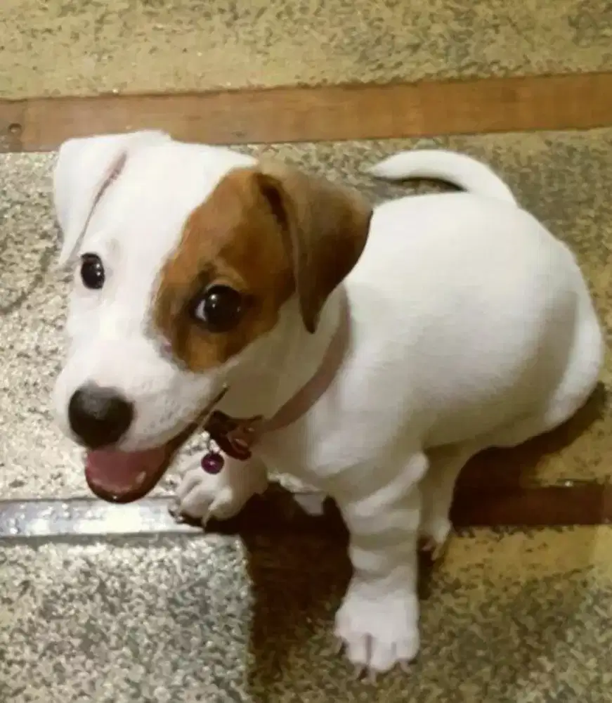 ANJING JACK RUSSELL TERRIER