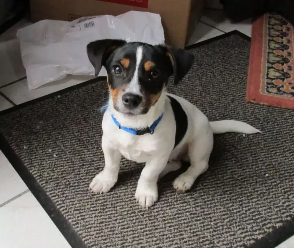 PUPPY ANJING JACK RUSSELL TERRIER