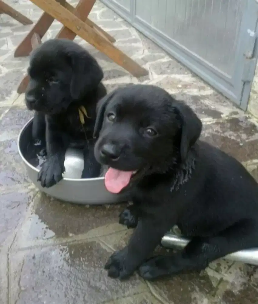 ANJING LABRADOR RETRIEVER