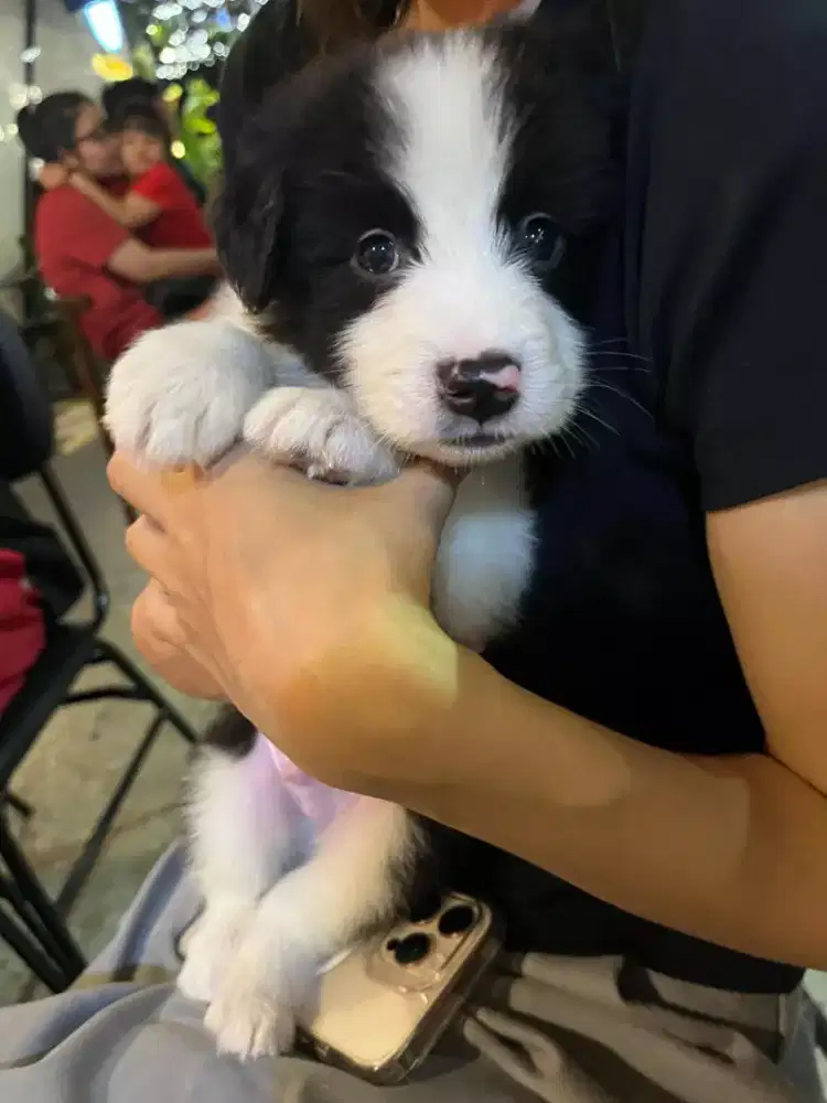 ANJING BORDER COLLIE