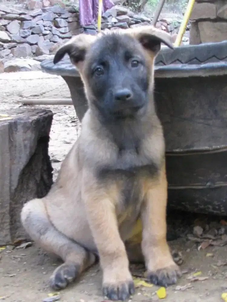 ANJING BELGIAN MALINOIS