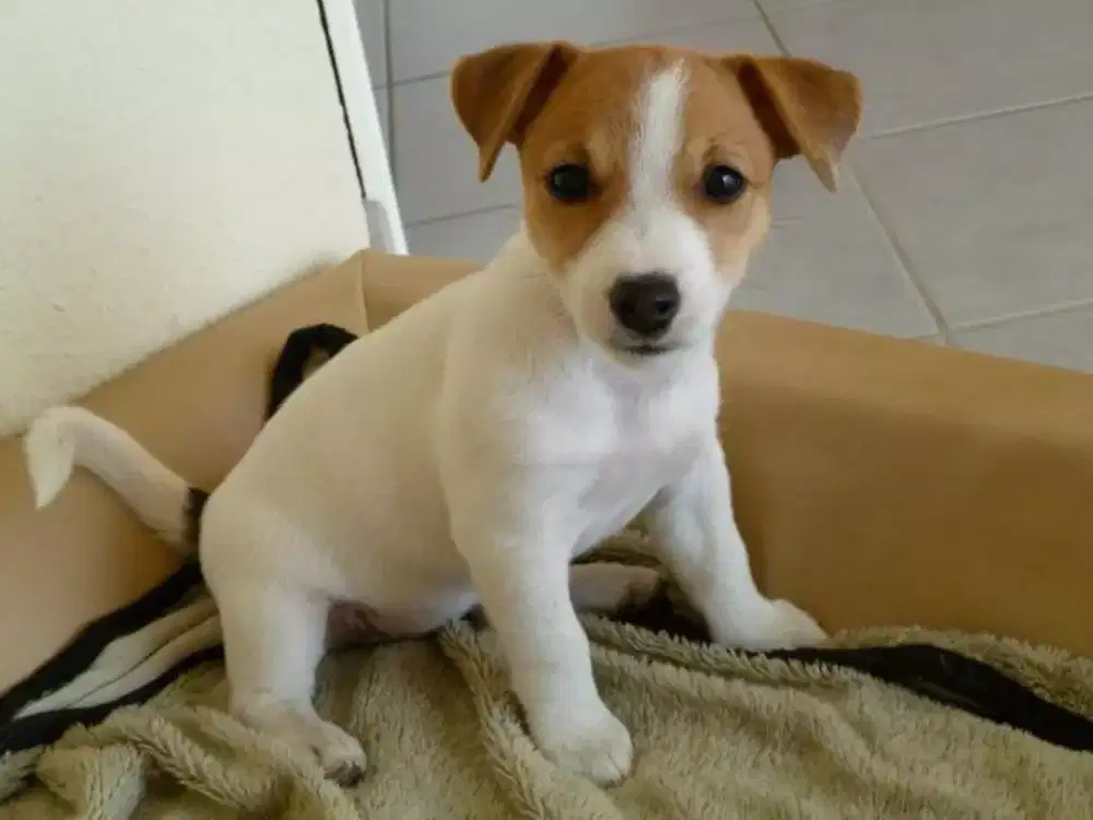 PUPPY ANJING JACK RUSSELL TERRIER