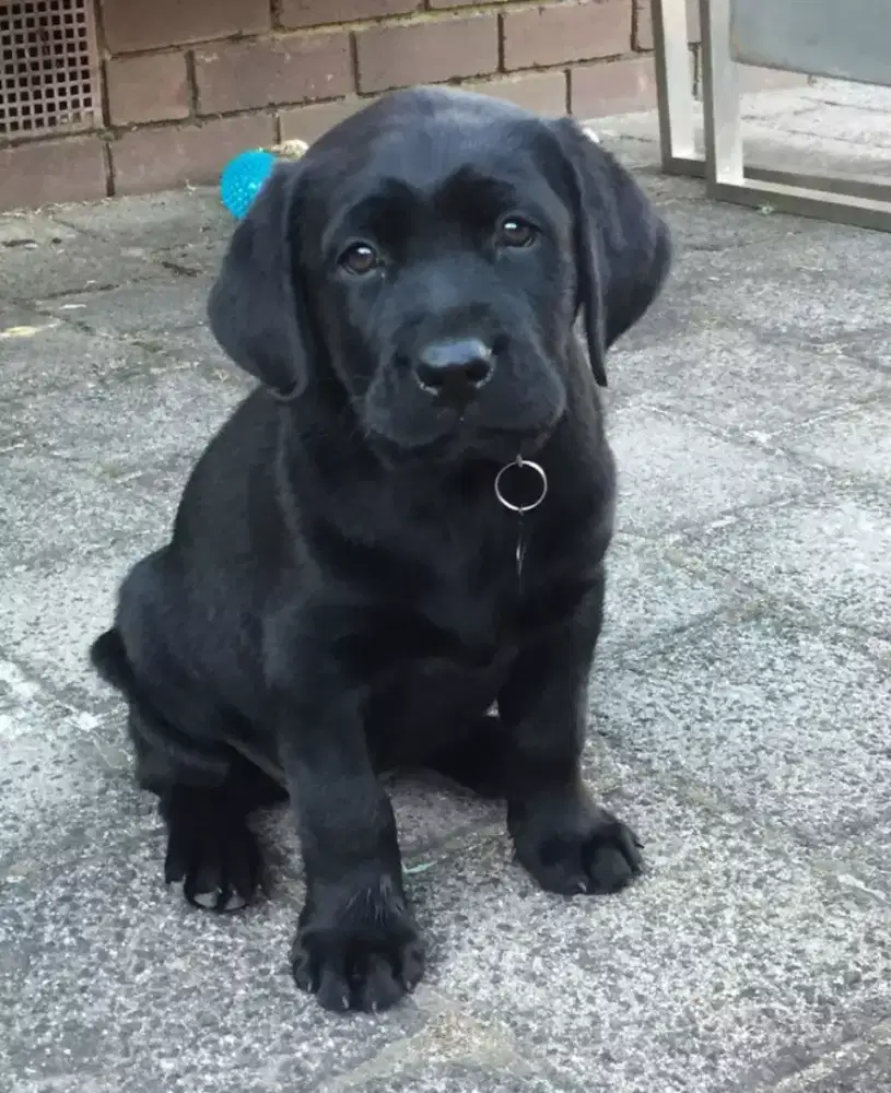 PUPPY ANJING LABRADOR RETRIEVER