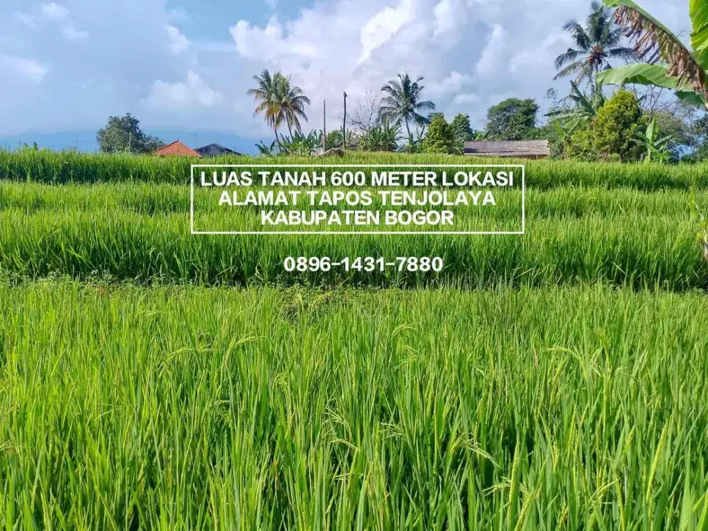 TANAH SAWAH MURAH DAN STRATEGIS DI DESA TAPOS TENJOLAYA BOGOR