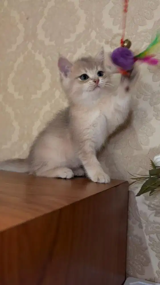 British Shorthair golden blue / BSH golden / BSH blue golden