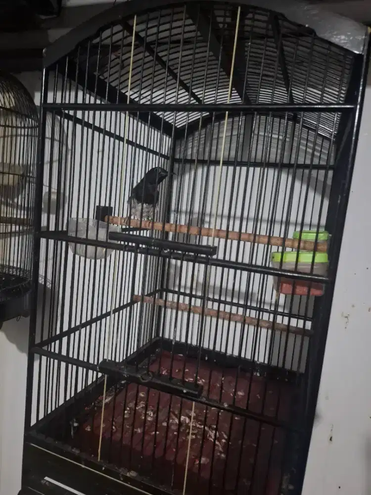 Kacer gagal mabung fulset kandang mulus kinyis2