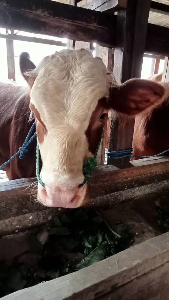 Domba qurban Bandung