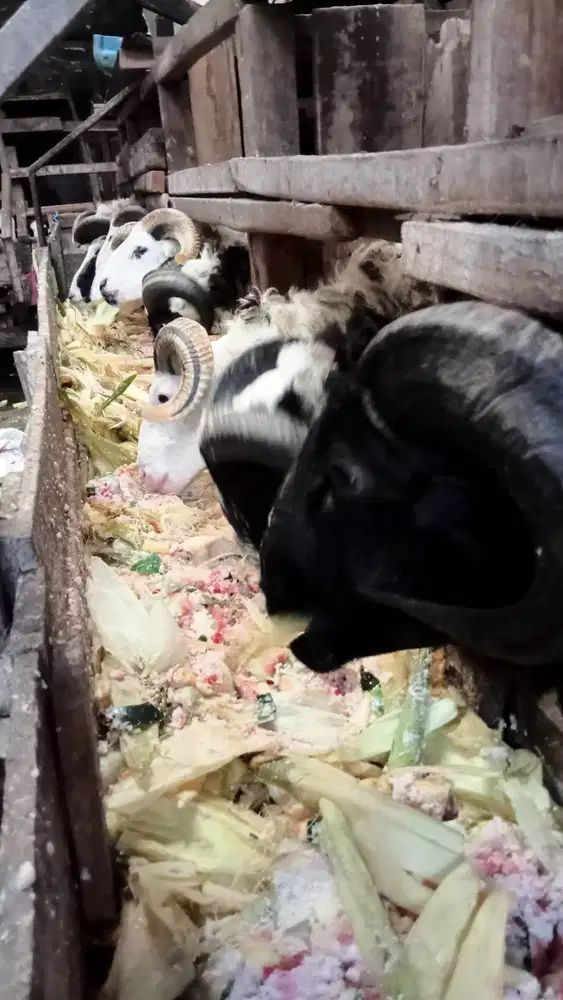 Domba qurban Bandung