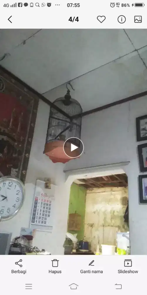 Burung perkutut JANTAN