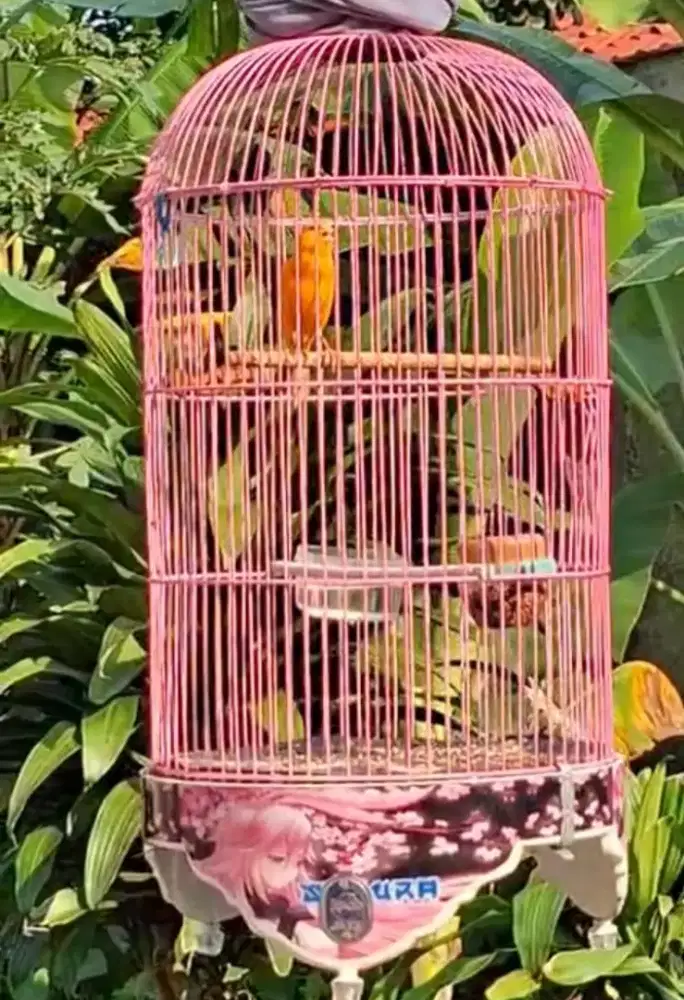 burung kenari sunkist orange seger gacor