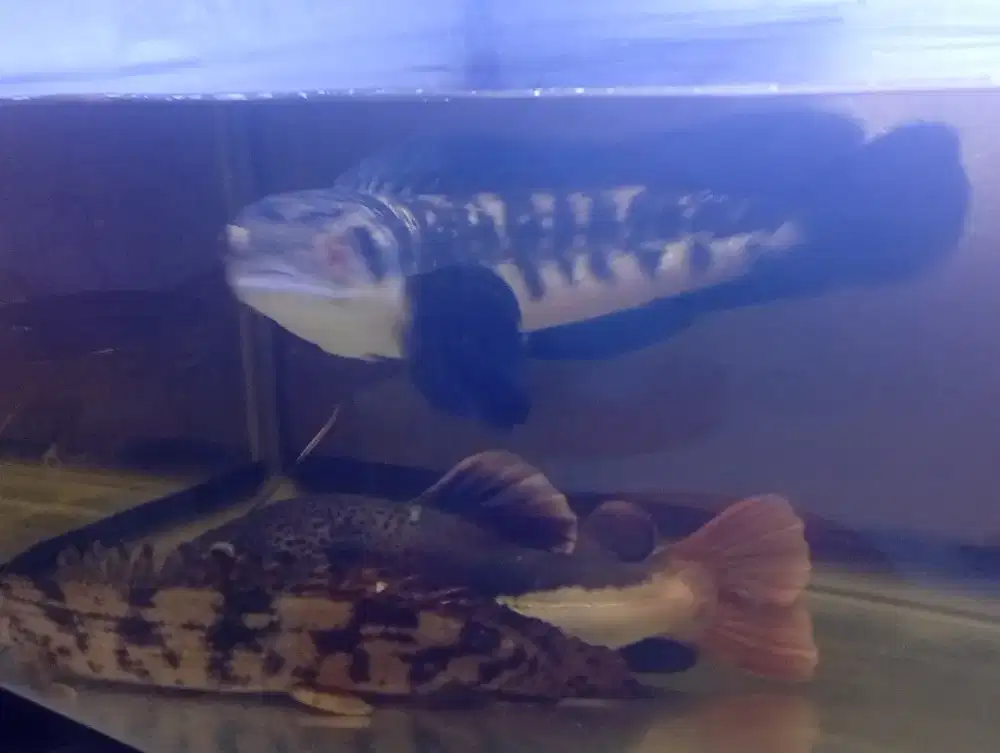 Jual borongan ikan RTC,naga,chana maru