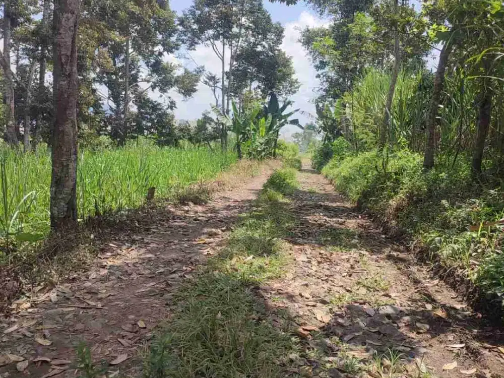 Dijual kebun durian Produktif di Bondowoso