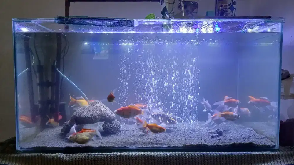 PAKET AQUARIUM 80x40x40