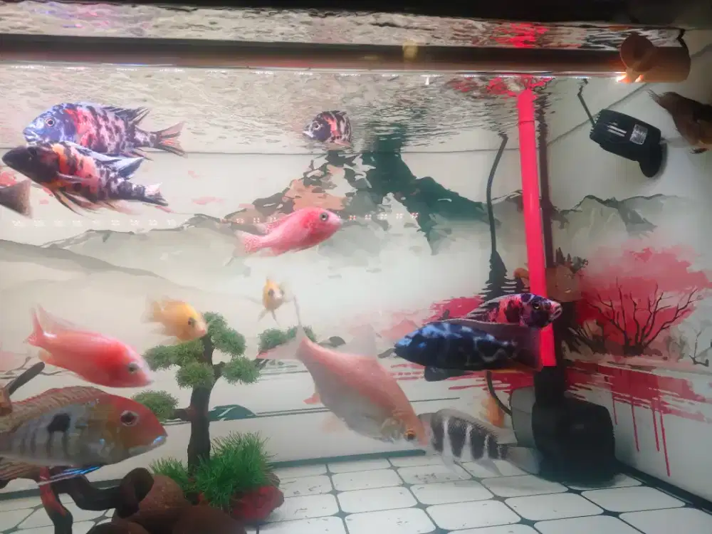 Ikan chichild afrika