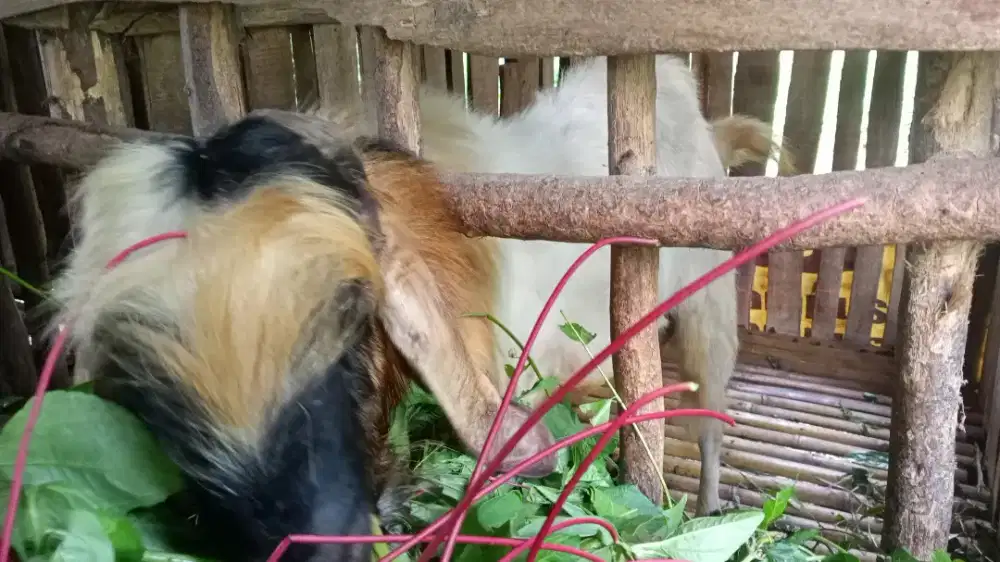 Kambing Etawa Jantan