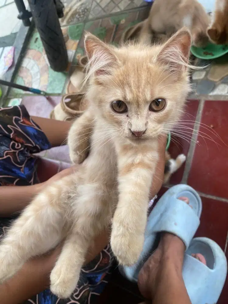 Dijual Kucing persia