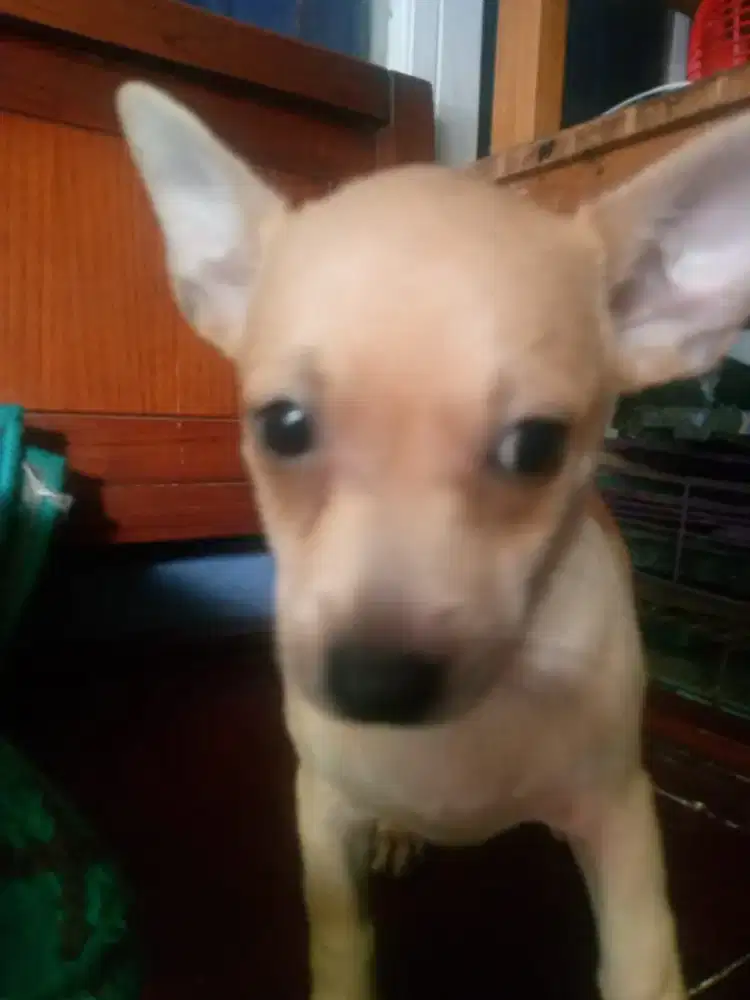 Open adop anankna Ciwawa mix